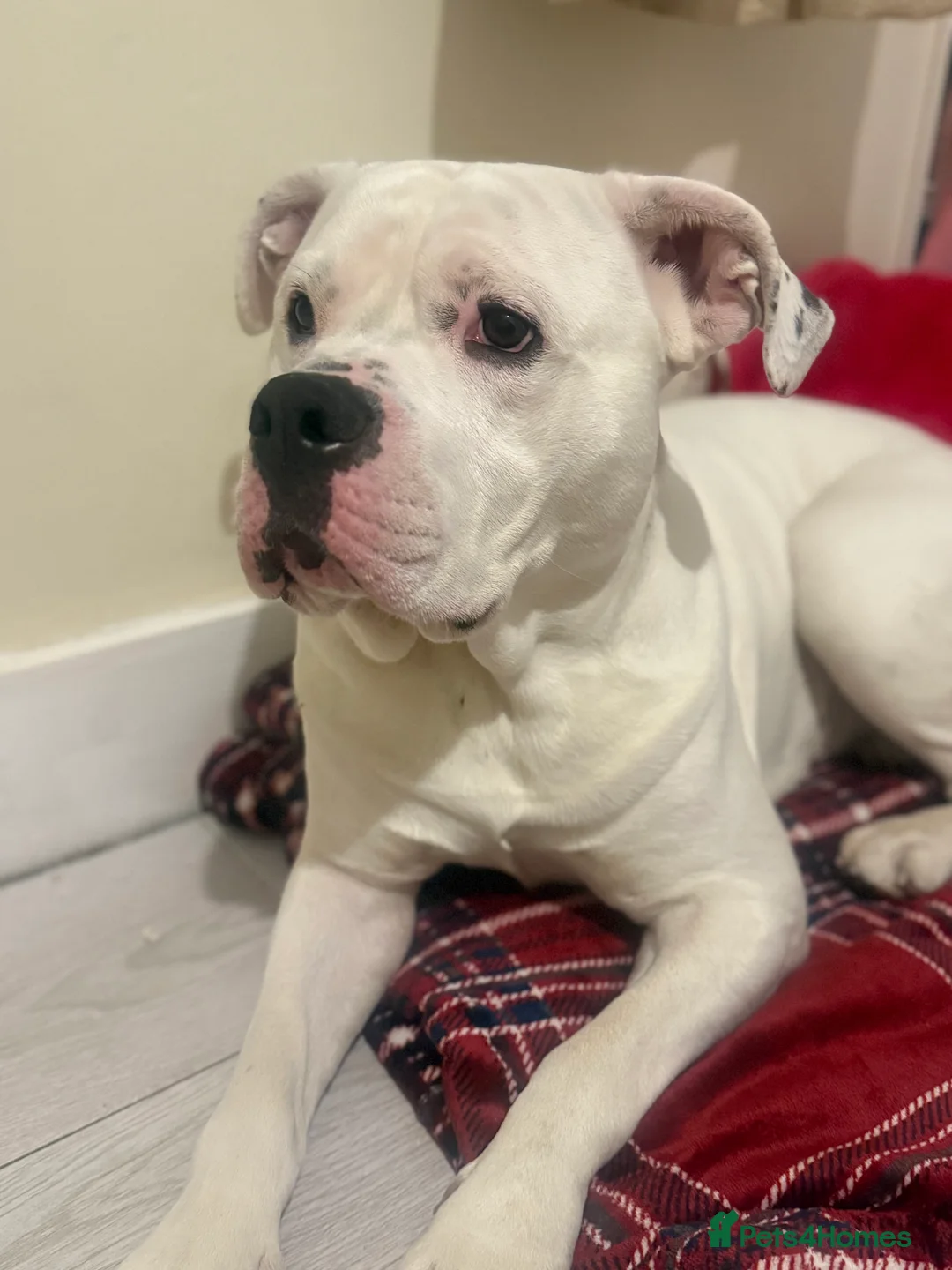 American Bulldog dogs for stud: My beautiful white American bulldog  - Advert 6