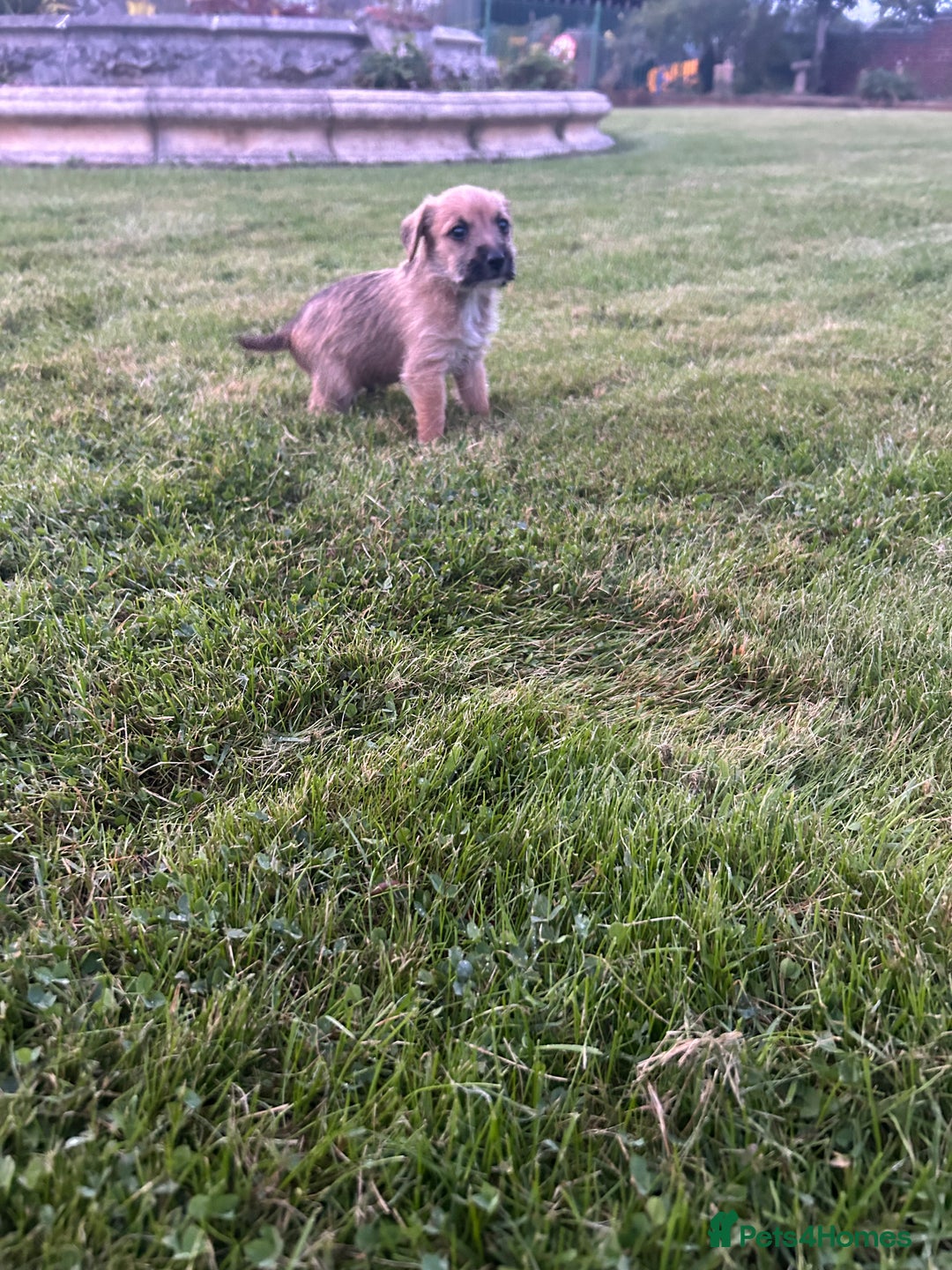 Jack Russell dogs for sale: 7 pure jack russel puppies  - Image 11