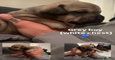 Mixed Breed dogs - Advert 14