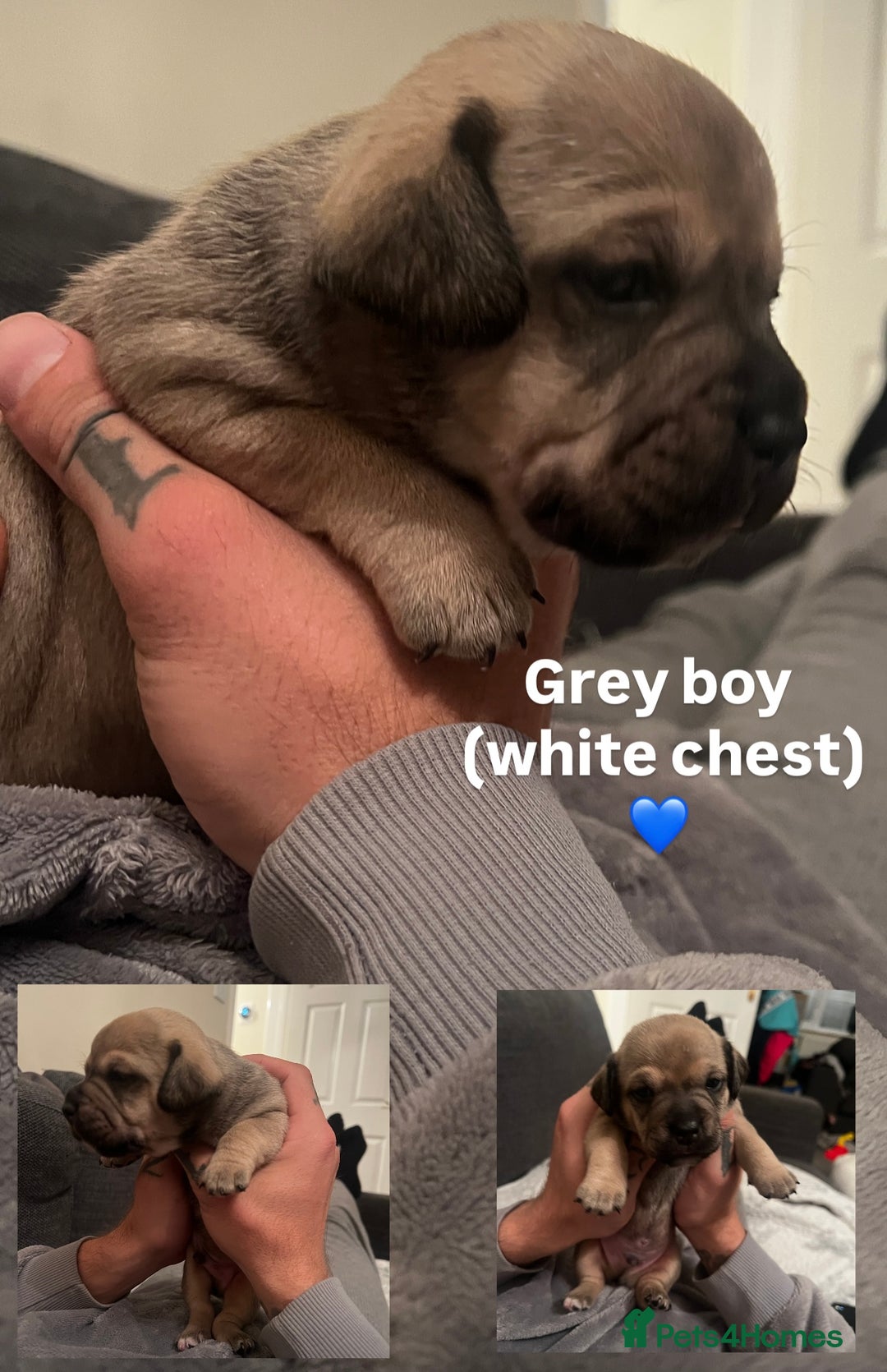 Mixed Breed dogs for sale:  Last 2 girls READY NOW! Rare English Bulldach - Advert 9