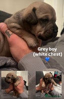 Mixed Breed dogs - Advert 3