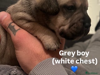 Mixed Breed dogs - Advert 25
