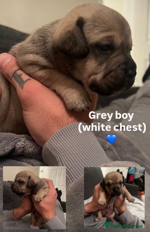 Mixed Breed dogs - Advert 9