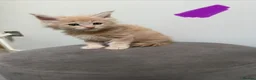 Maine Coon cats for sale: Ready now 😻 - Advert 13