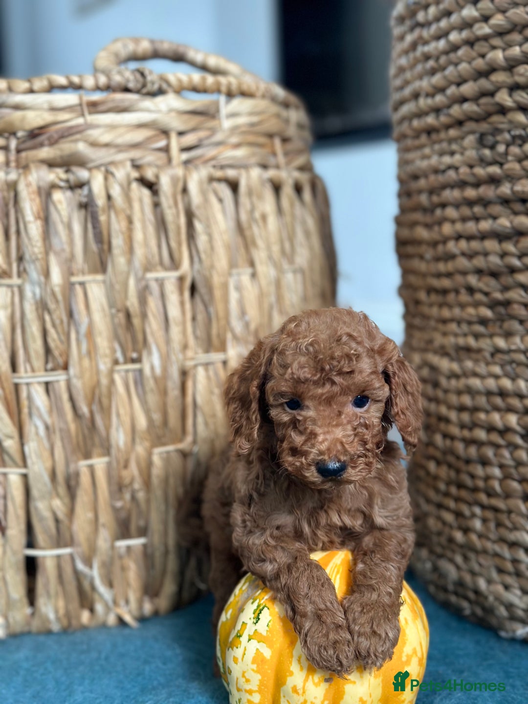 Miniature Poodle dogs for sale: 🐾 Beautiful KC 🦊 Red Miniature Poodle Puppies 🐾 - Image 16