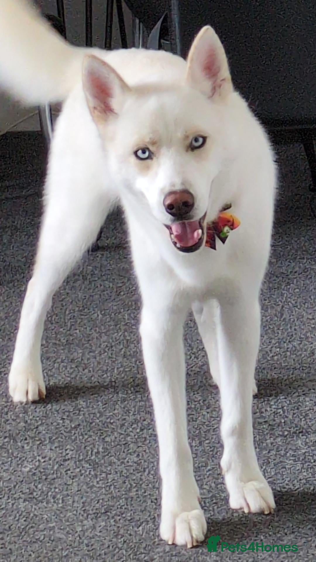Siberian Husky dogs The Beautiful Ghost - Advert 3