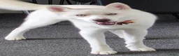 Siberian Husky dogs for sale: The Beautiful Ghost in Dunfermline - Advert 1