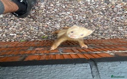 Ferret rodents for sale: Cinnamon male  - Image 2