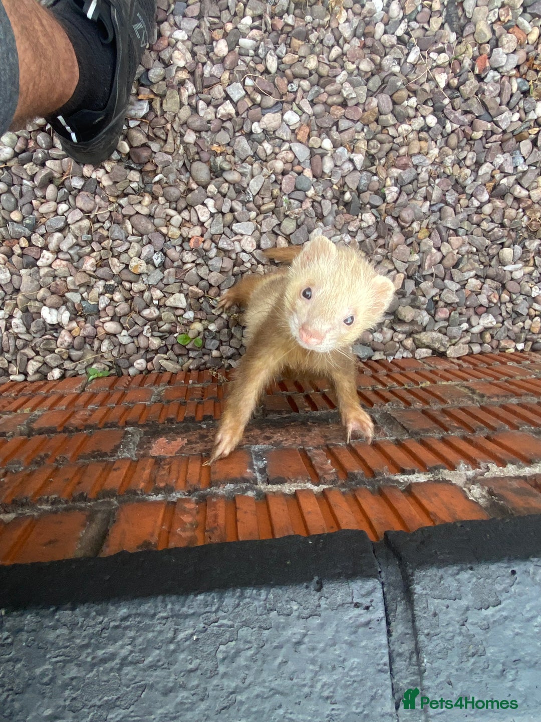 Ferret rodents for sale: Cinnamon male  - Image 2