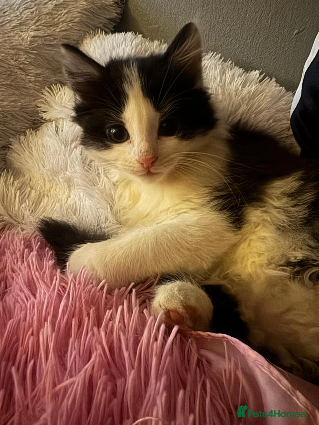 Mixed Breed cats for sale: Kittens for sale Walsall  in Walsall - Advert 2