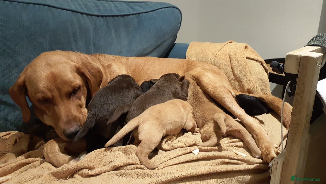 Labradoodle dogs for sale: F1 Labradoodle puppies - Image 2