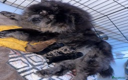 Chow Chow dogs for sale: 🐾TOP QUALITY CHOW CHOWS🐾 - Image 2
