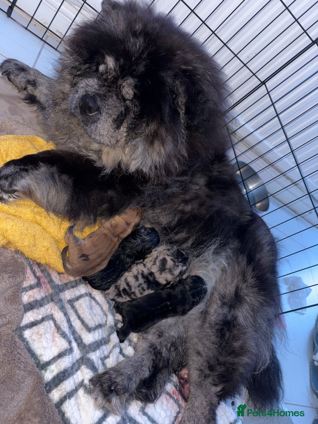Chow Chow dogs for sale: 🐾TOP QUALITY CHOW CHOWS🐾 - Image 2