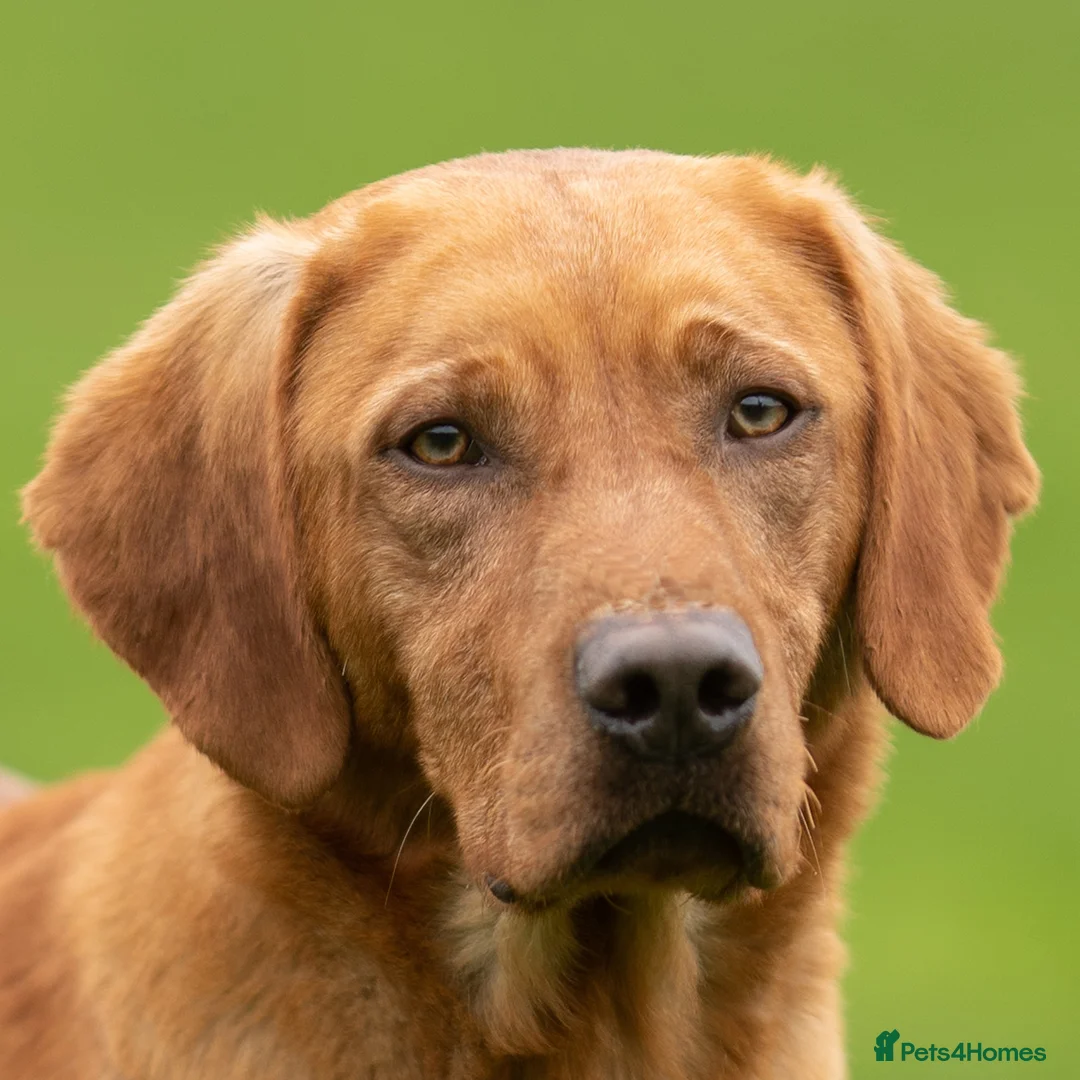 Labrador Retriever dogs for stud: Dark Fox Red Stud Dog - Fully Health Tested in Corwen - Advert 2