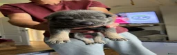 Mixed Breed dogs for sale: American bully x Gsd puppies  in Ripley - Advert 10