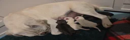 Pug dogs for sale: Pug puppies  - Advert 17