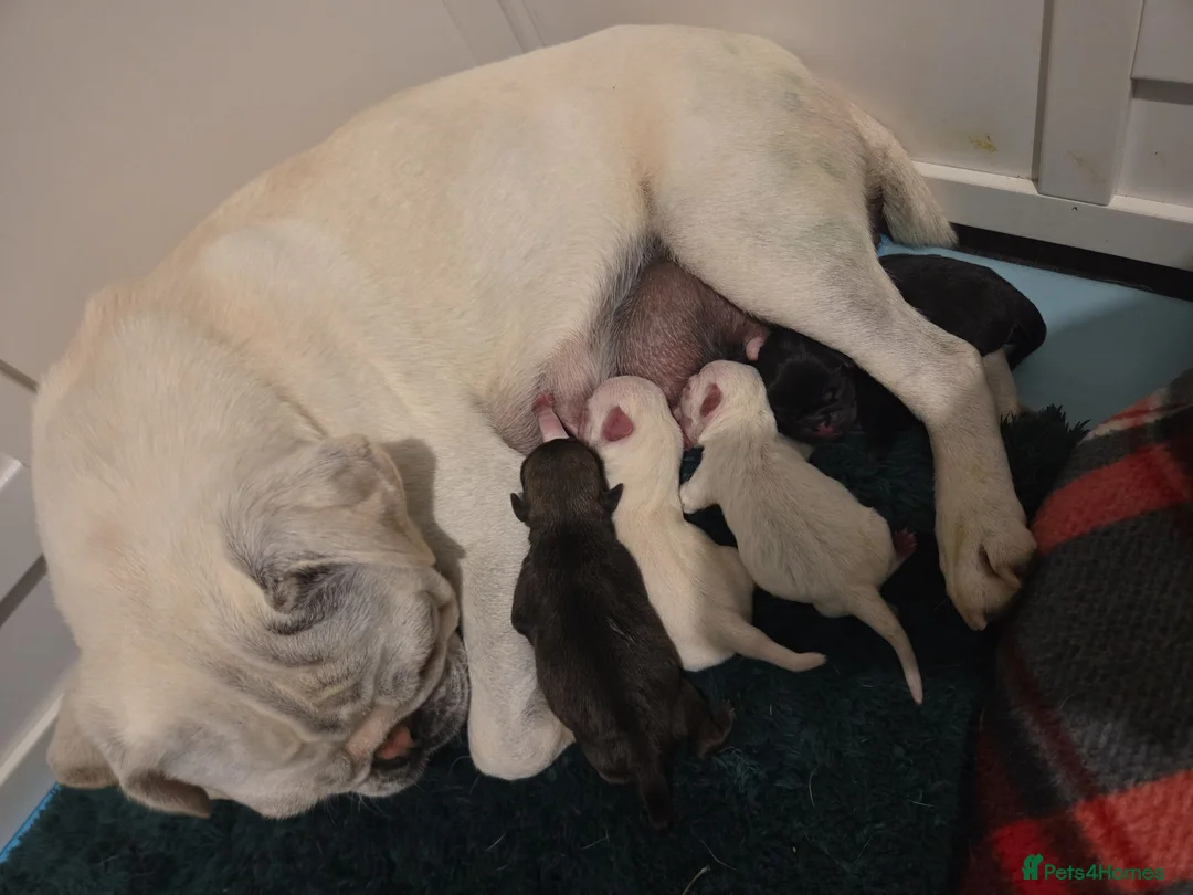 Pug dogs for sale: Pug puppies  - Advert 17