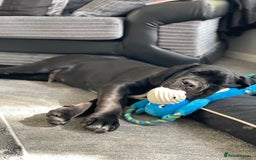 Cane Corso dogs for sale: 🖤Black Cane Corso Puppy 🐾Kobe🐾Male🖤 - Image 3