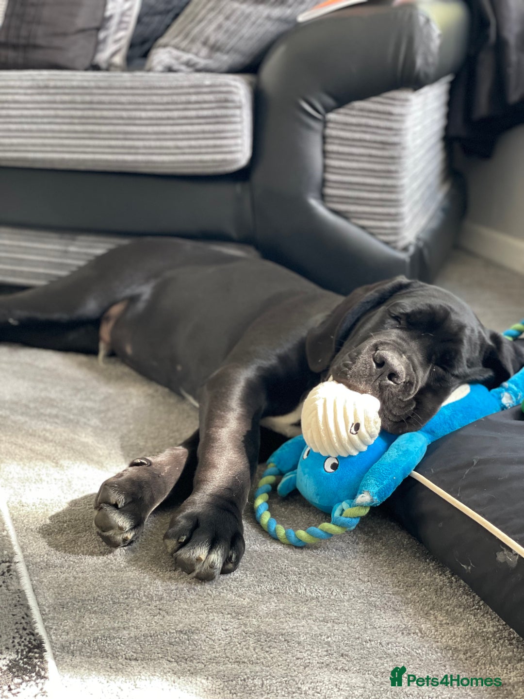 Cane Corso dogs for sale: 🖤Black Cane Corso Puppy 🐾Kobe🐾Male🖤 - Image 3