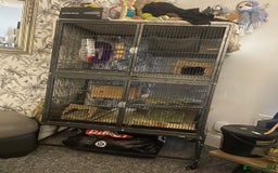 Chinchilla rodents for sale: Chinchilla and set up for sale  - Image 1