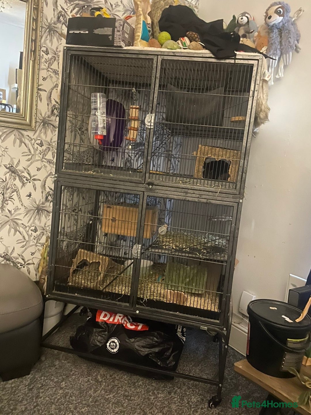 Chinchilla rodents for sale: Chinchilla and set up for sale  - Image 1