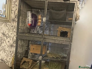 Chinchilla rodents - Advert 20