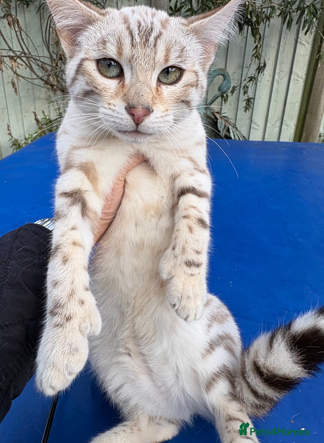 Keetso cats for sale: Superb polydactyl rosetted girl  - Advert 10
