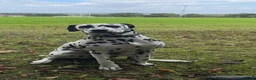 Dalmatian dogs for sale: Female Dalmatian  in Glenrothes - Advert 4