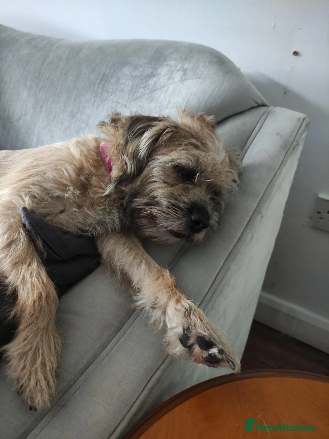 Border Terrier dogs for sale: 4 Beautiful Girl boarder terrier pups  in Prescot - Advert 1