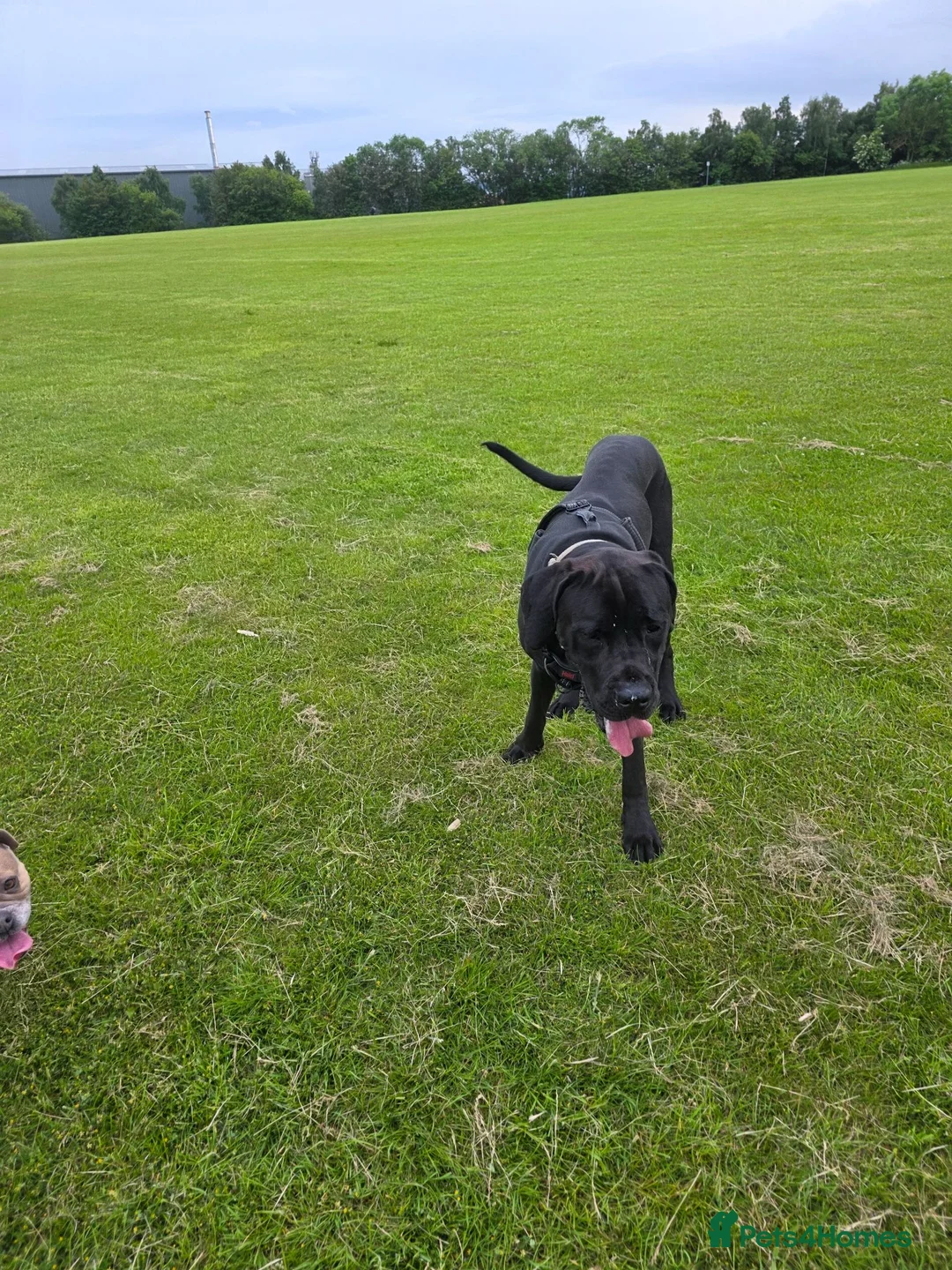 Mixed Breed dogs for sale: Odin is looking for his forever home  - Advert 11