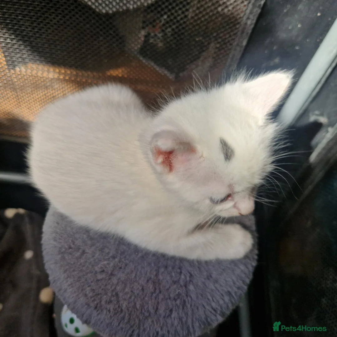 Mixed Breed cats for sale: Beautiful kittens READY TODAY  - Advert 23