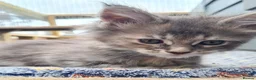 Maine Coon cats for sale: Tica registered girls - Advert 18