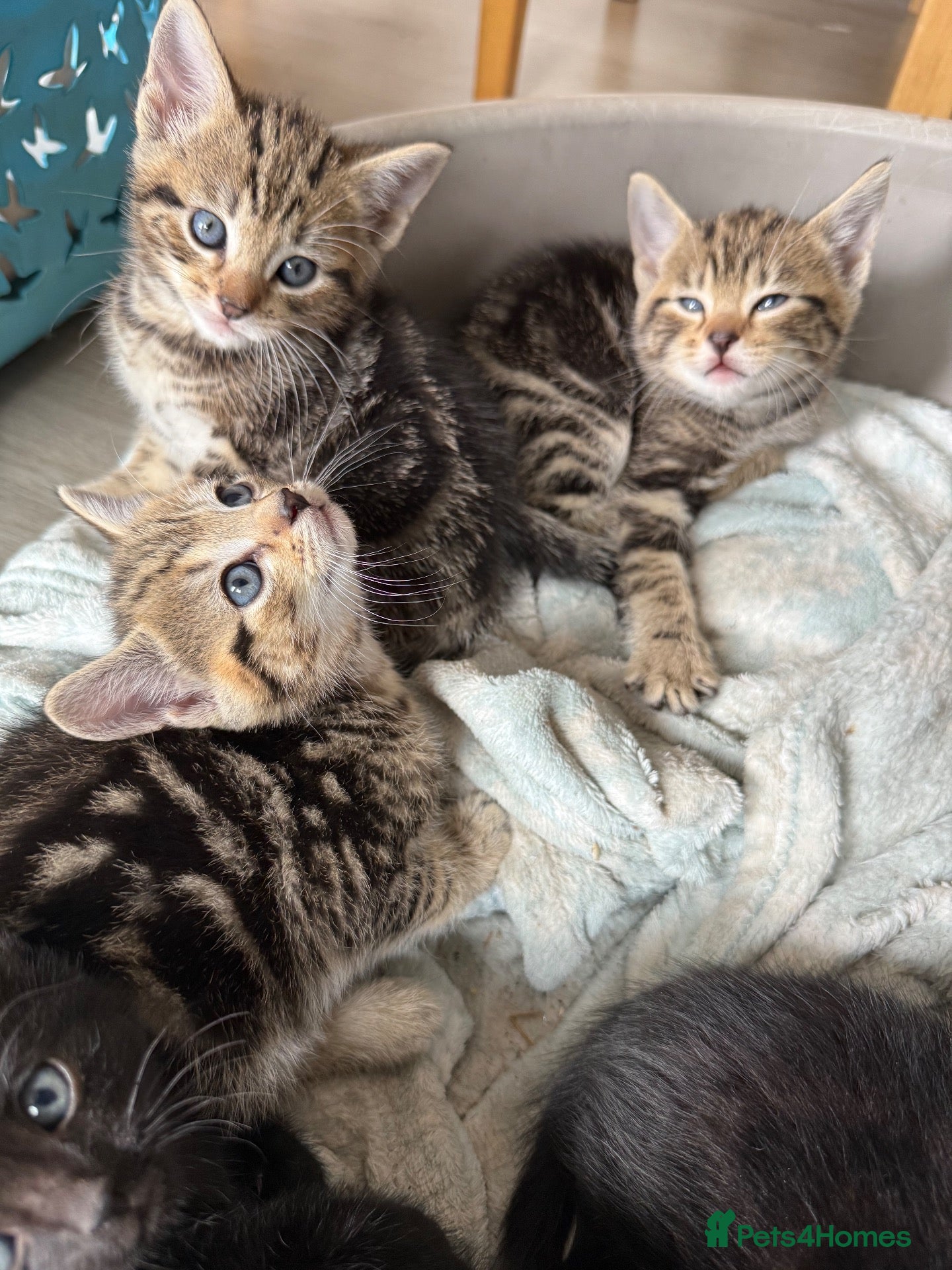 Mixed Breed cats Gorgeous kittens - Advert 1
