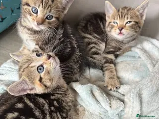 Mixed Breed cats Gorgeous kittens - Advert 1