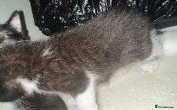 British Shorthair cats for sale: British Shorthair x Striped Tabby Kittens –2 Males - Image 21