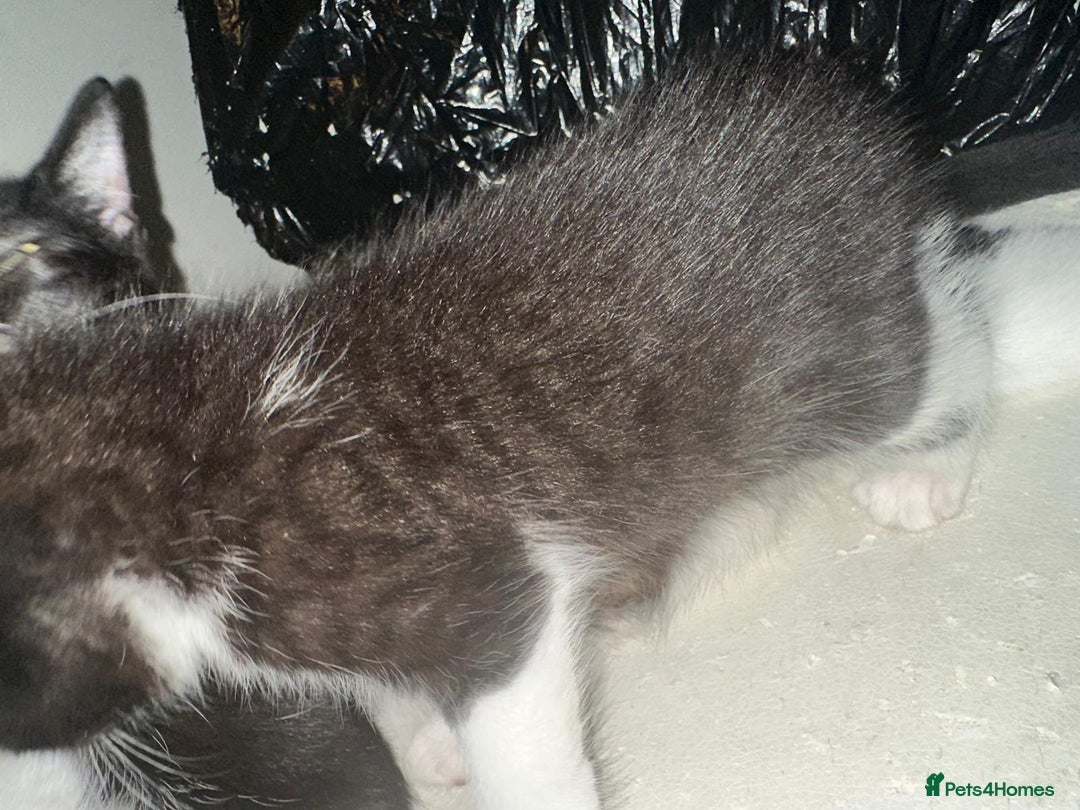 British Shorthair cats for sale: British Shorthair x Striped Tabby Kittens –2 Males - Image 21