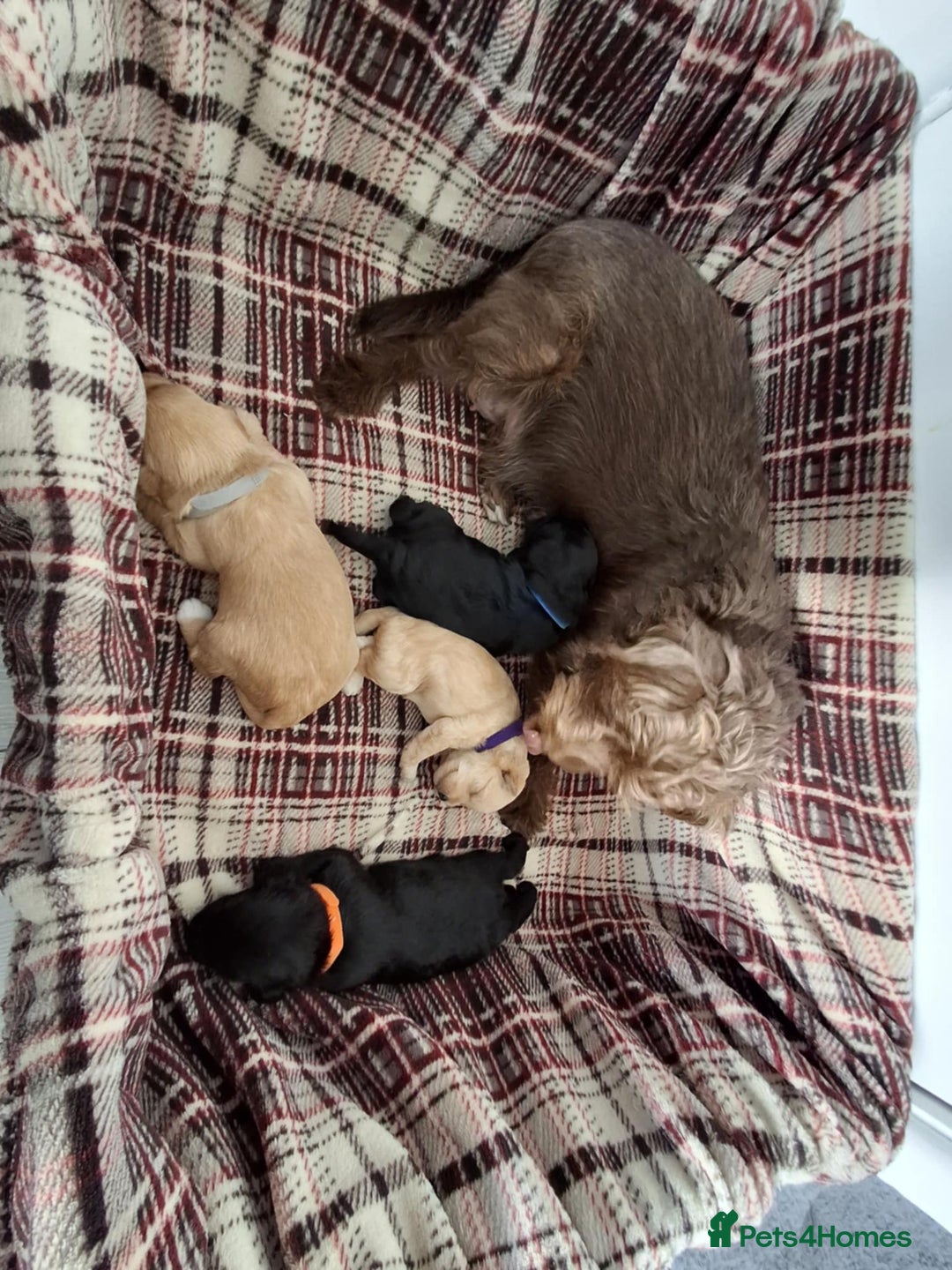 Mixed Breed dogs for sale: Poodle Cross Puppies (x2 female left) - Advert 1