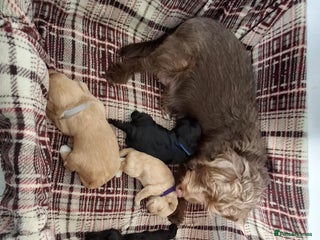 Mixed Breed dogs Poodle Cross Puppies (x2 female left) - Advert 1