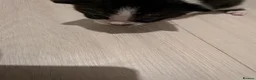 Mixed Breed cats for sale: Kittens - Advert 4