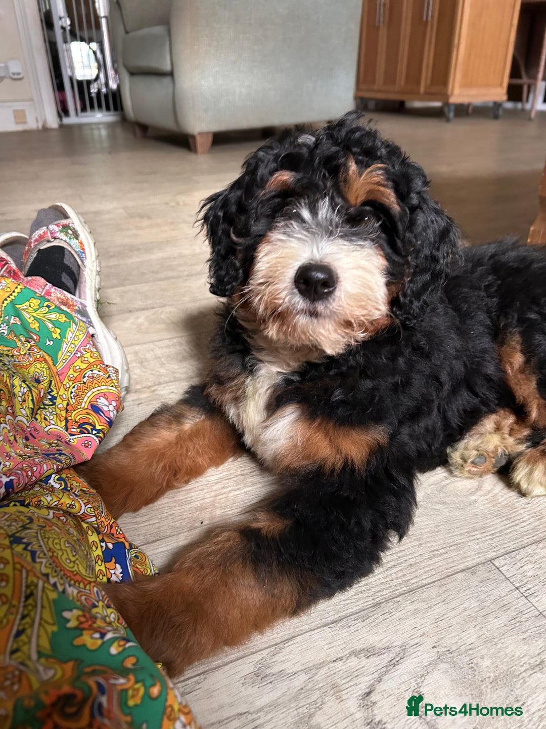 Bernedoodle dogs for sale: Curtabemdoodles Bernedoodles  - Image 6
