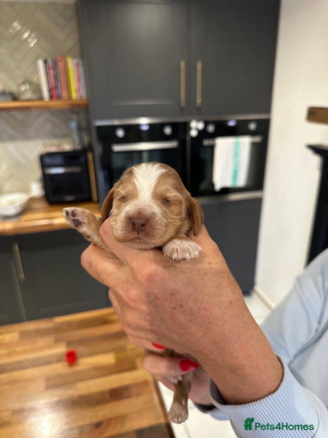Cocker Spaniel dogs for sale: English show spaniels for sale - Image 2