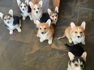 Welsh Corgi Pembroke dogs 7 Beauitful Corgi Puppies - Advert 6