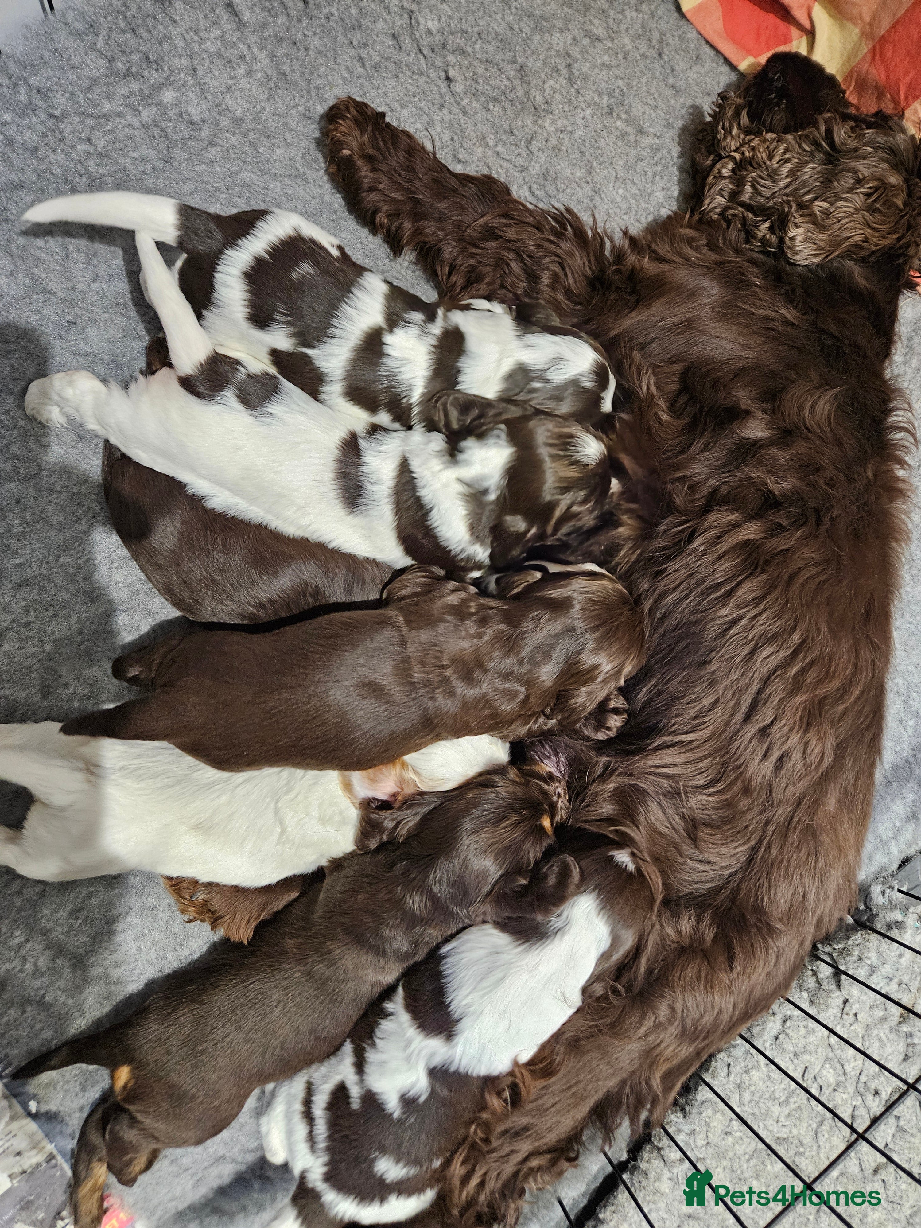 Cocker Spaniel dogs Gorgeous Show type Cocker Spaniel puppies - Advert 2