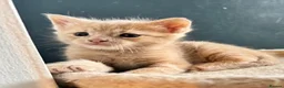 Maine Coon cats for sale: Maine Coon Cross Kittens – Ready 13th July - Advert 10