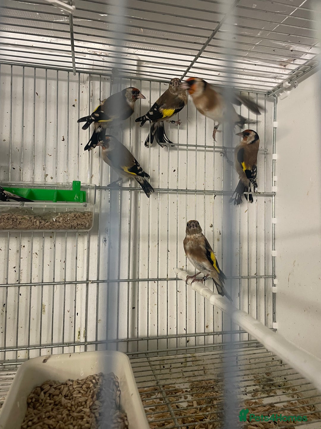 Finches birds for sale: Goldfinch  - Advert 7