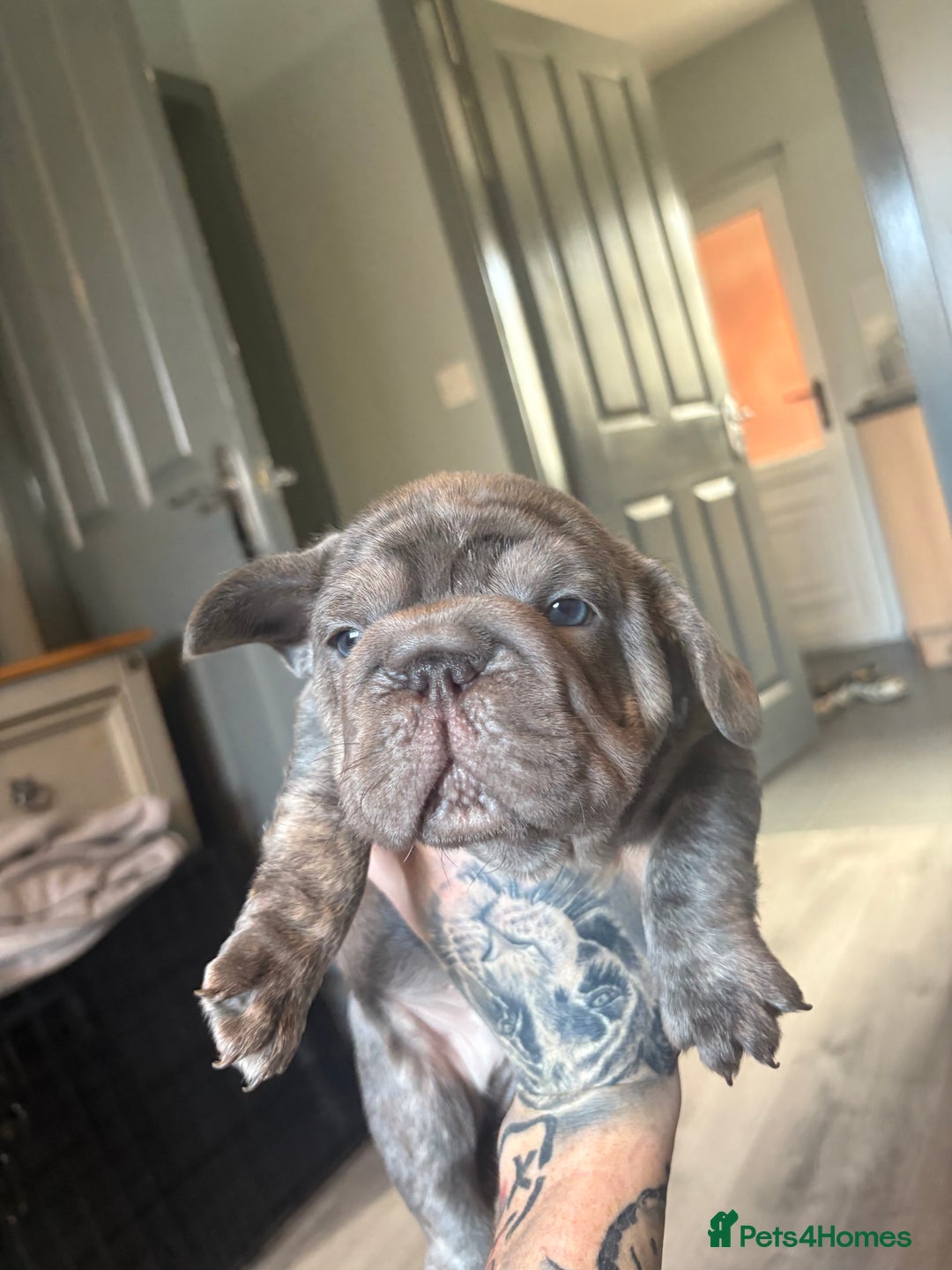 French Bulldog dogs for sale: Two French bulldogs  ** s - Image 8