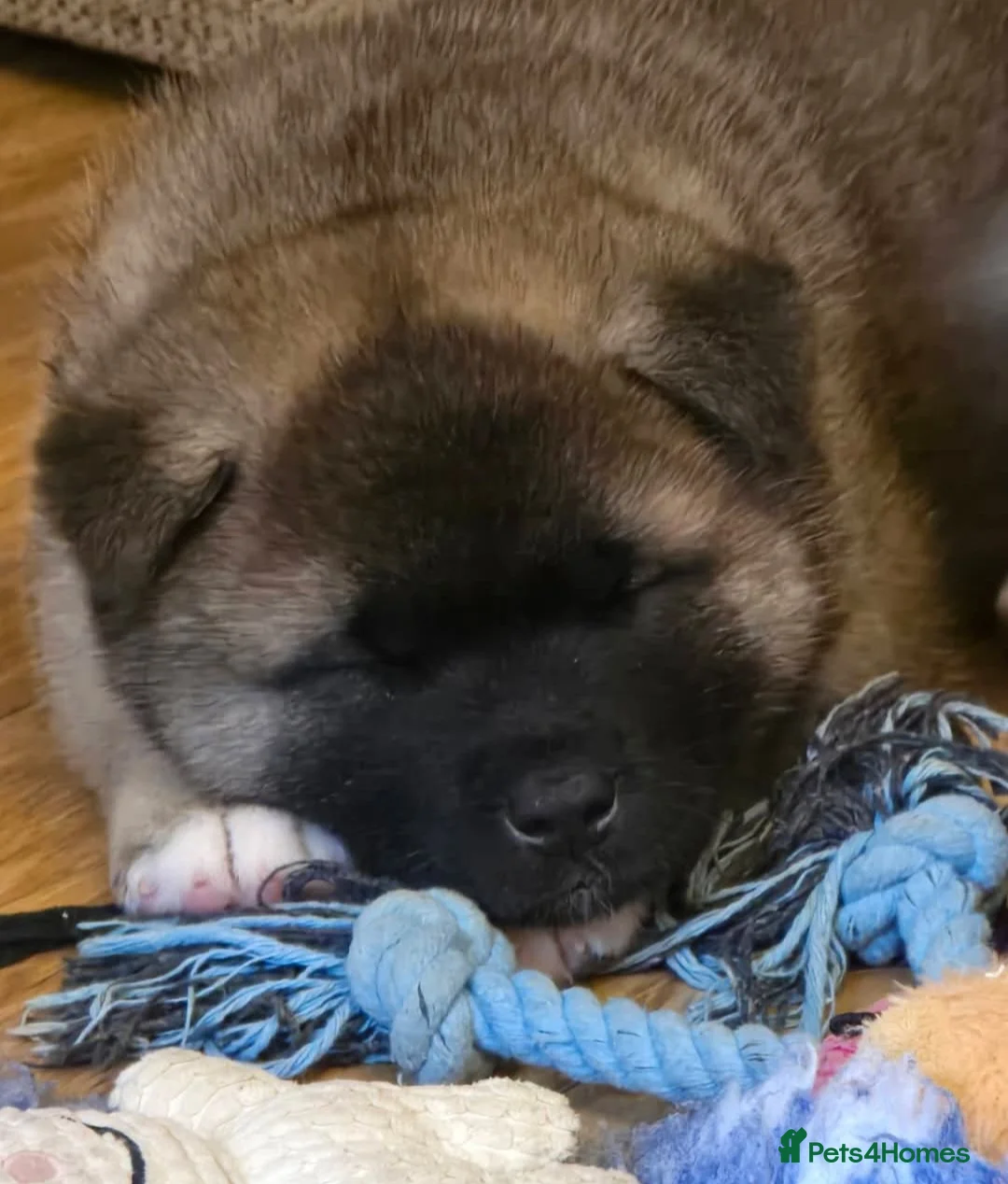 Akita dogs for sale: Beautiful KC registered pups  - Advert 7