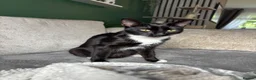 Mixed Breed cats for sale: Kittens  in Alexandria - Advert 9