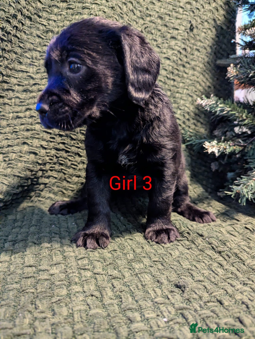 Cockerdor dogs for sale: Cockador Puppies - Advert 32