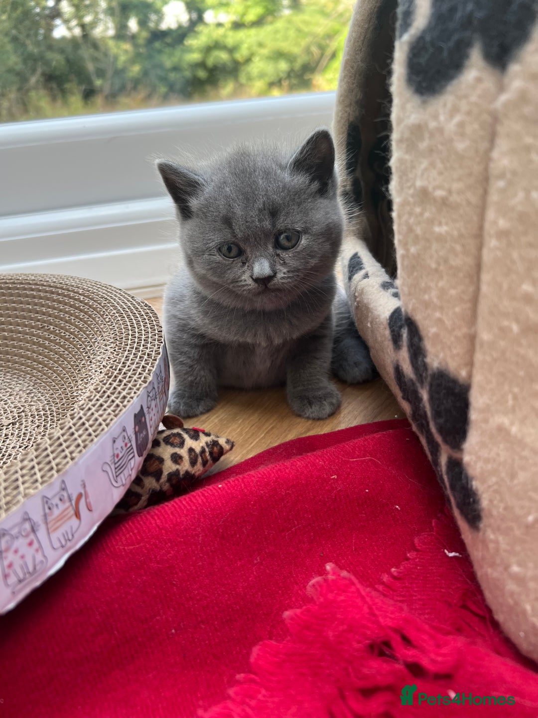 British Shorthair cats for sale: 5 playful blue British short hair kittens  - Image 7